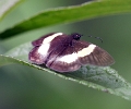 HESPERIIDAE, (Pyrginae)